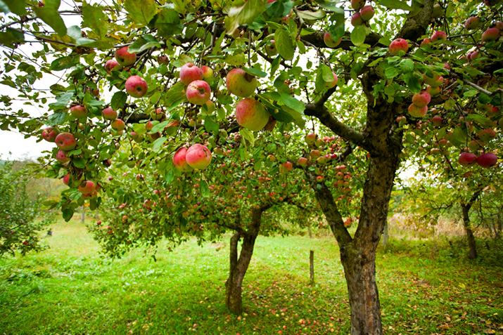 Apple Tree Spacing Chart